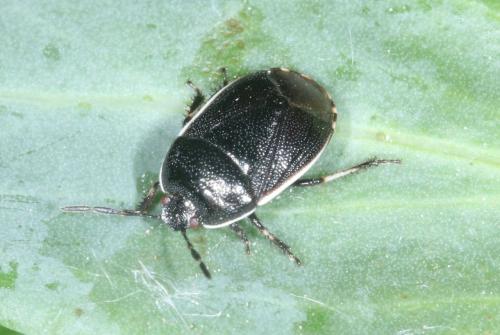 Adomerus maculipes